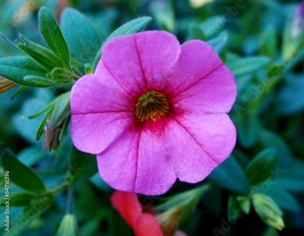 Obraz カリブラコア