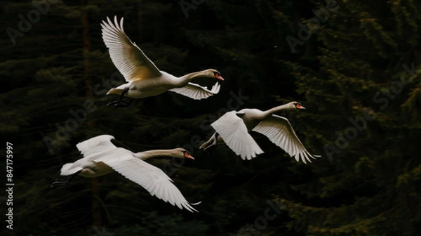 Obraz three white swans flying together over a dark forest