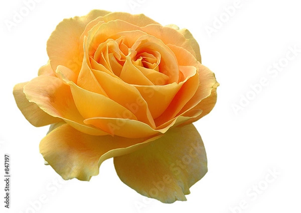 Obraz Róża na żółto