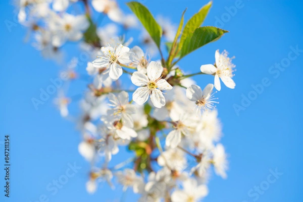 Fototapeta spring, cherry branch with flowers