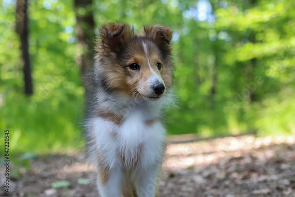 Fototapeta Adorable puppy of shetland sheepdog also known as sheltie.	
