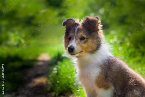 Fototapeta Adorable puppy of shetland sheepdog also known as sheltie.	
