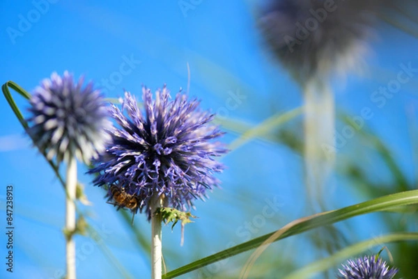 Fototapeta Blooming Thistle flowers