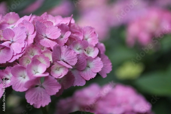 Obraz ピンクの紫陽花