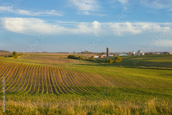 Obraz Iowa farm and fields of young corn at sunset on a beautiful day in late spring