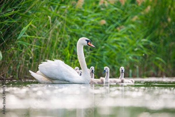 Fototapeta Mother swan with babies swans in Baraba sandpit quarry near Melnik, Czech republic in Spring