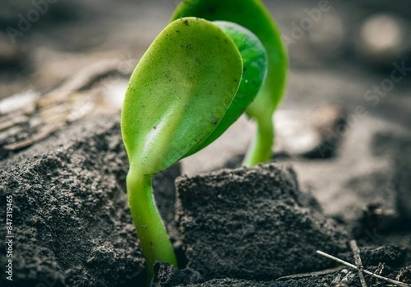 Fototapeta soybean cotyledons