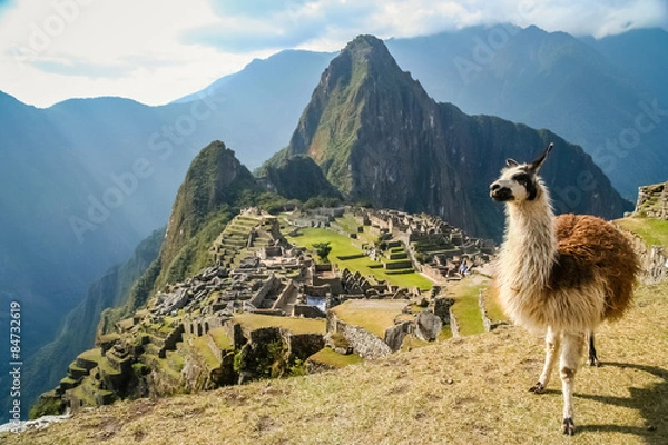 Fototapeta Lama i Machu Picchu