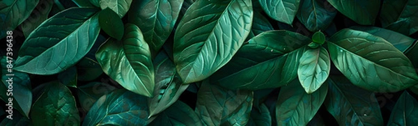 Fototapeta Green leaves for background. 