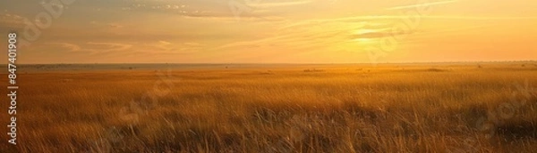Fototapeta A field of tall grass with a few trees in the background