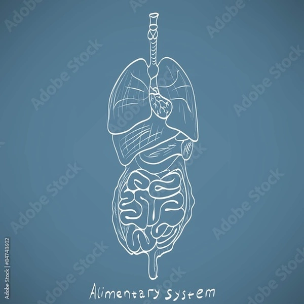 Obraz chalk painted alimentary system