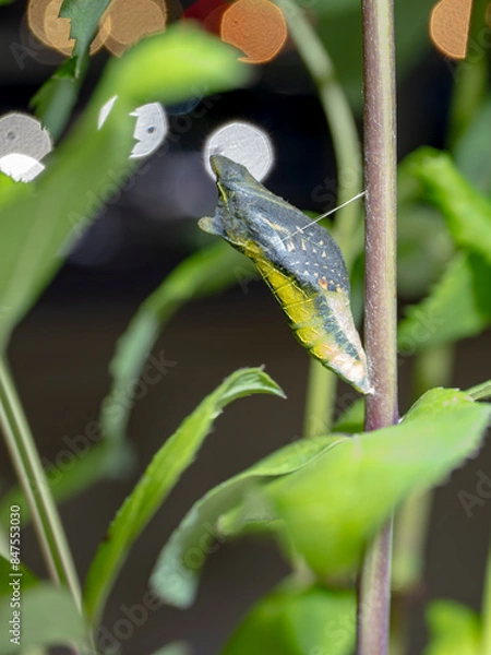 Obraz 羽化直前の夜のサナギ