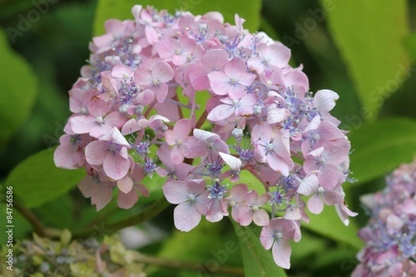 Obraz Hydrangea serrata - Hortensia