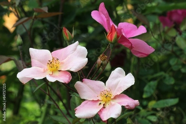 Obraz Rosa chinensis Mutabilis