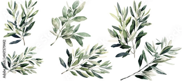 Fototapeta a watercolor painting of an olive branch, in the style of minimalist 