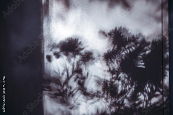 Obraz Natural shadows of leaves and branches, summer seasonal concept. Abstract neutral nature concept blurred background.