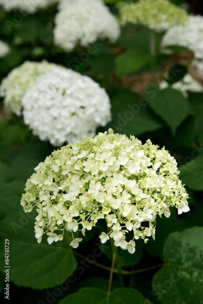 Obraz 白色のあじさい（紫陽花）