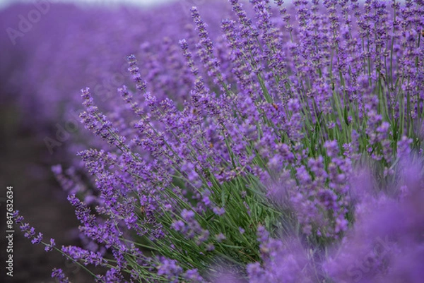 Obraz Flowers in the lavender fields in the Provence mountains. Panoramic landscape with blooming lavender. Violet background.