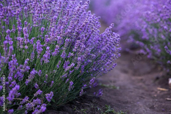 Obraz Field of lavender in the sunset light. Background with golden light. Purple lavender.