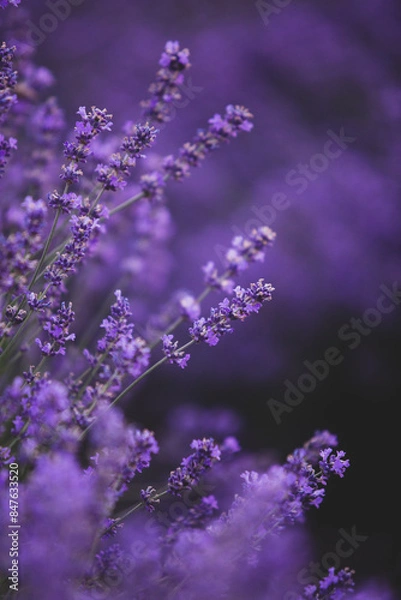 Obraz Flowers in the lavender fields in the Provence mountains. Panoramic landscape with blooming lavender. Violet background.