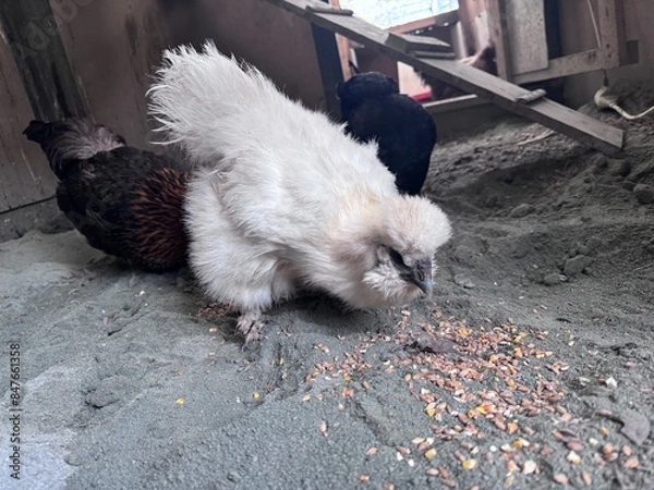 Obraz Hühner im Hühnerstall