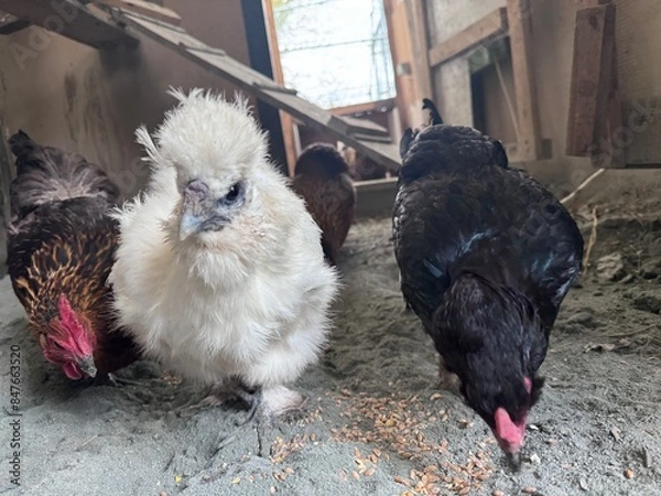 Obraz Hühner im Hühnerstall