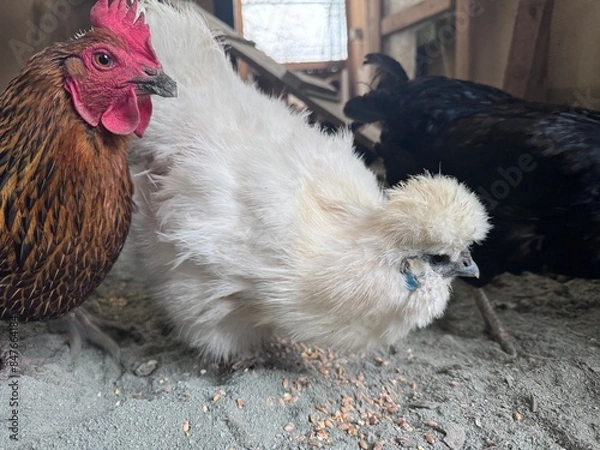 Obraz Hühner im Hühnerstall