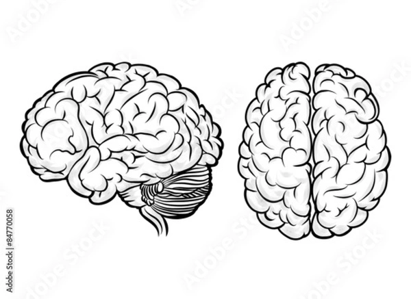 Obraz Wektor ludzki mózg