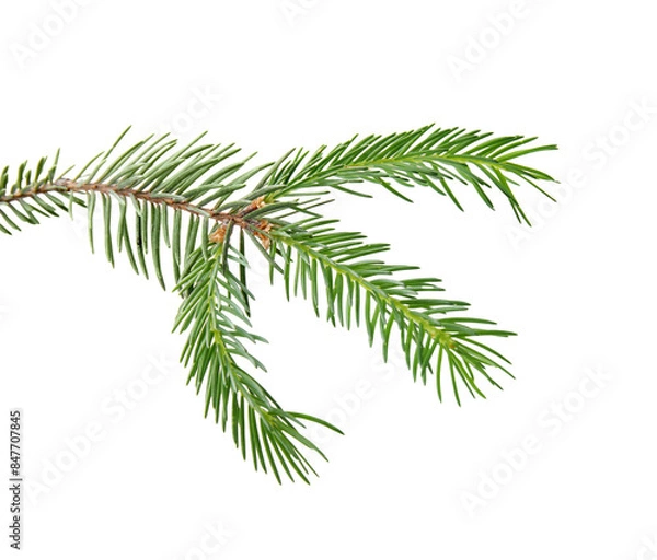 Obraz Green pine tree branch isolated on white