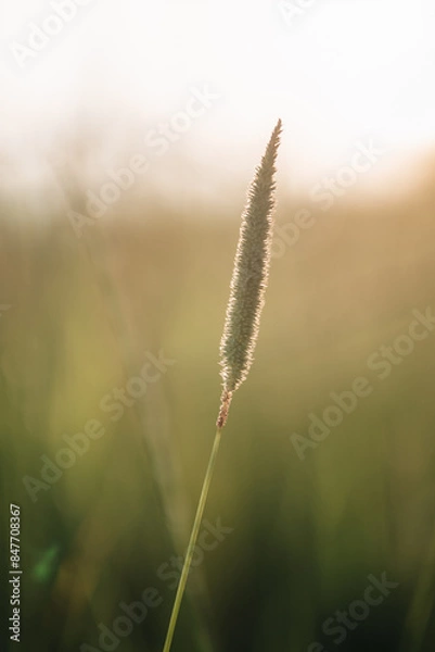 Obraz Polny krajobraz