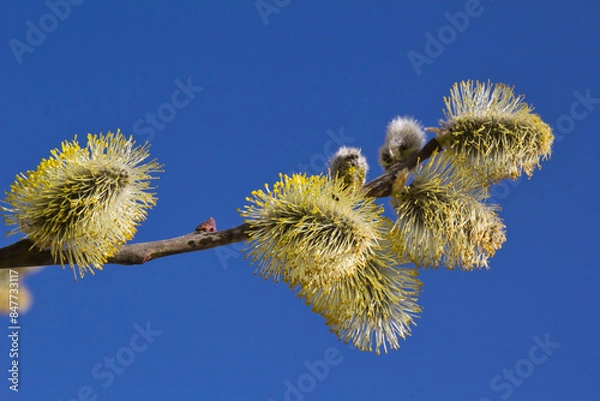 Obraz Weidenkätzchen