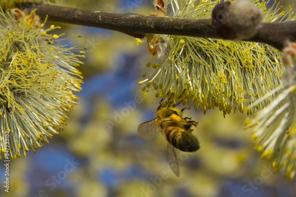 Obraz Weidenkätzchen