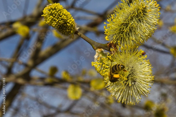 Obraz Weidenkätzchen