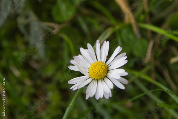 Obraz Gänseblümchen