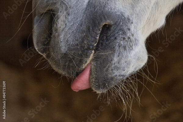 Obraz Pferdemaul mit Zunge