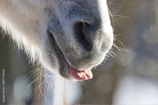 Obraz Pferdemaul mit Zunge