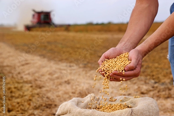 Fototapeta Soybean grain in a hands of successful young farmer, in a background combine harvester working on soybean field, agricultural concept. Close up of hands full of soybean grain in jute sack