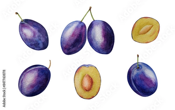 Obraz Watercolor plums. Set of different angles, whole plums and half, white background, for design, backgrounds