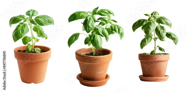 Fototapeta  Set of vibrant basil plant in a small terra cotta pot, isolated on transparent white background