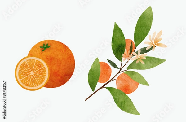 Obraz orange fruit and branch
