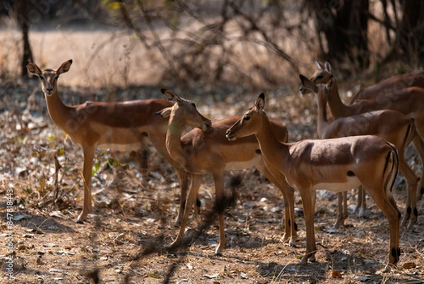 Fototapeta View of the antelopes in the forest