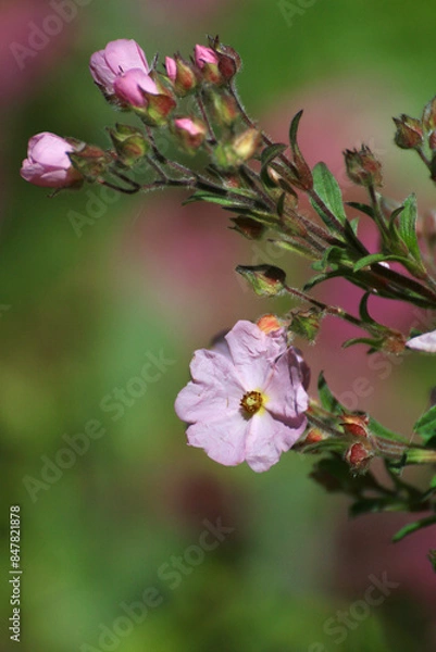 Obraz Fleur de ciste