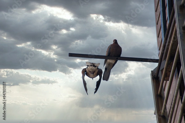 Obraz Two doves flying and landing