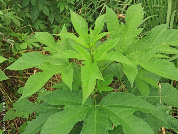 Obraz 初夏のオオブタクサの葉っぱ