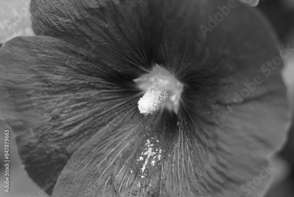 Obraz タチアオイの花