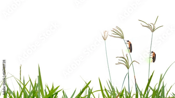 Obraz Firefly perching on Grass flower isolate on white background