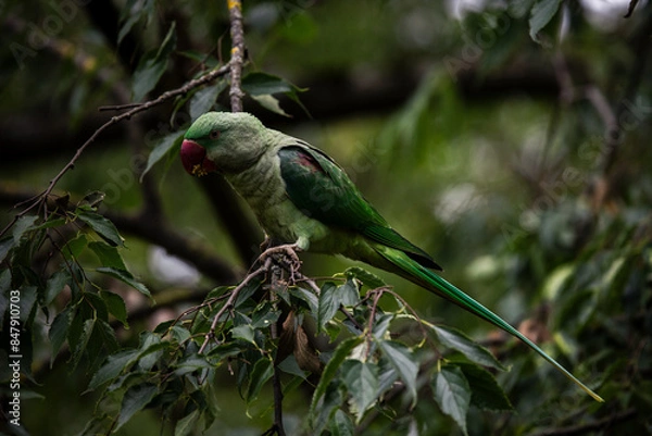 Obraz Papageien im Park