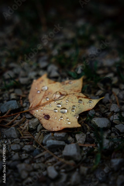 Fototapeta Blatt mit Regentropfen