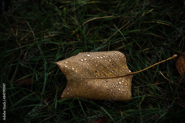 Obraz Wassertropfen auf einem Herbstblatt