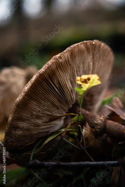 Obraz Nahaufnahme eines Pilzes